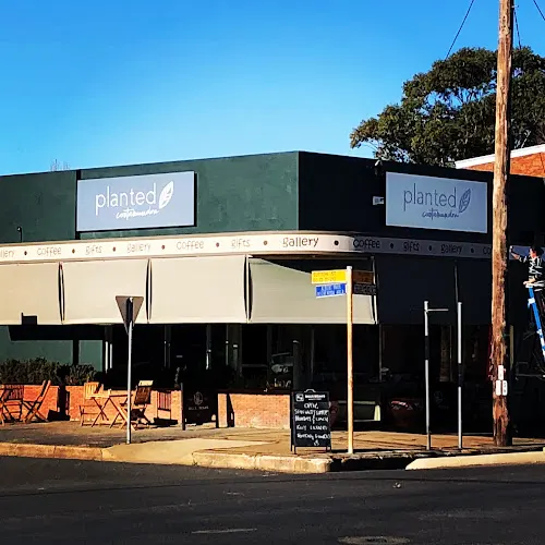 Planted Cootamundra